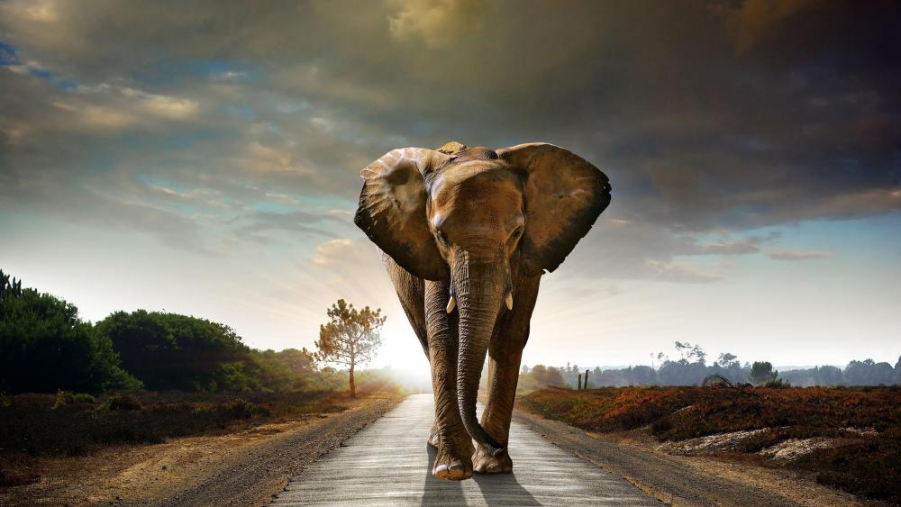 Walking elephant wallpaper