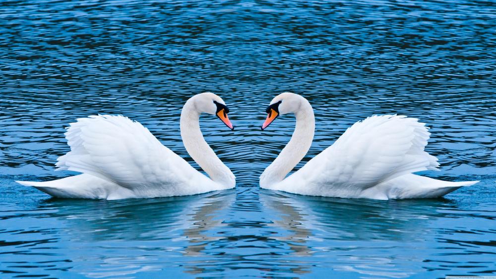 Couple of swan on the lake ❤️ wallpaper