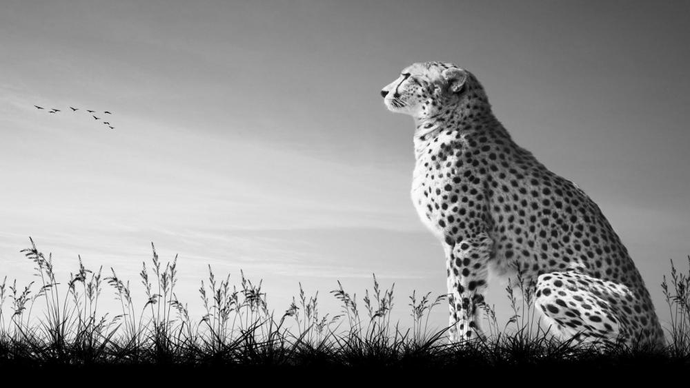 Cheetah - Monochrome photography wallpaper