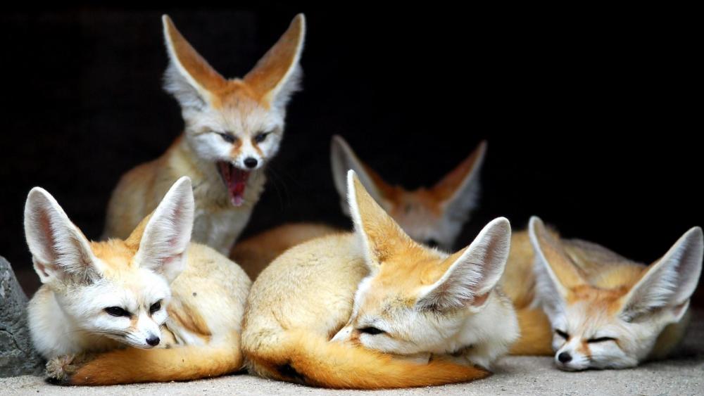 Cute Fennec fox family wallpaper
