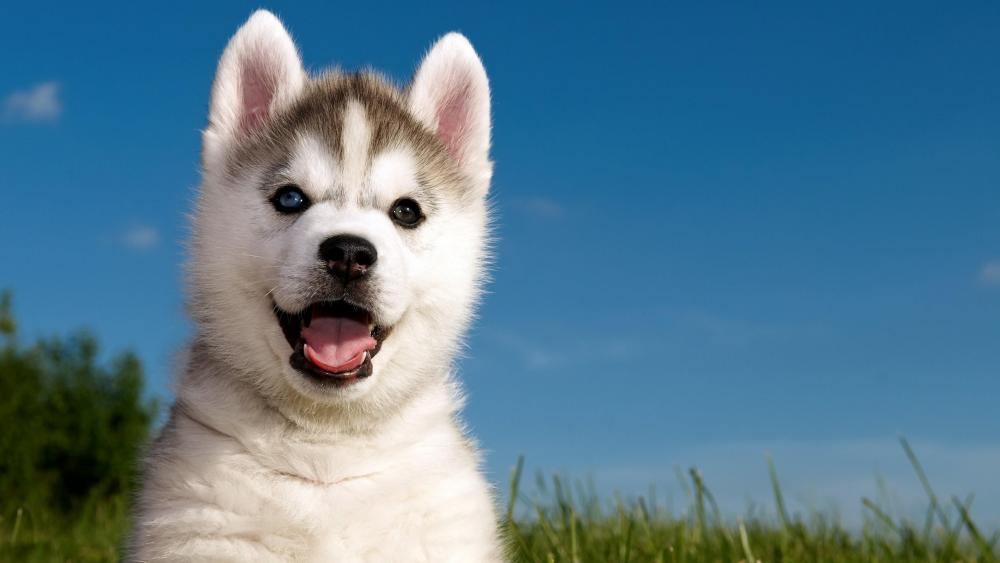 Husky puppy with different colored eyes wallpaper