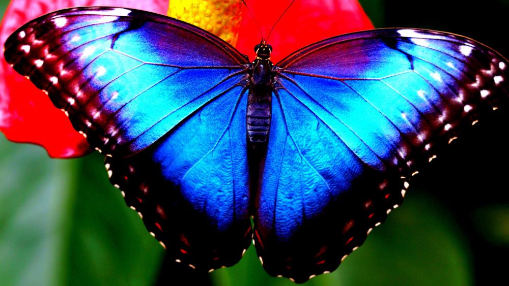 Butterfly with blue wings wallpaper