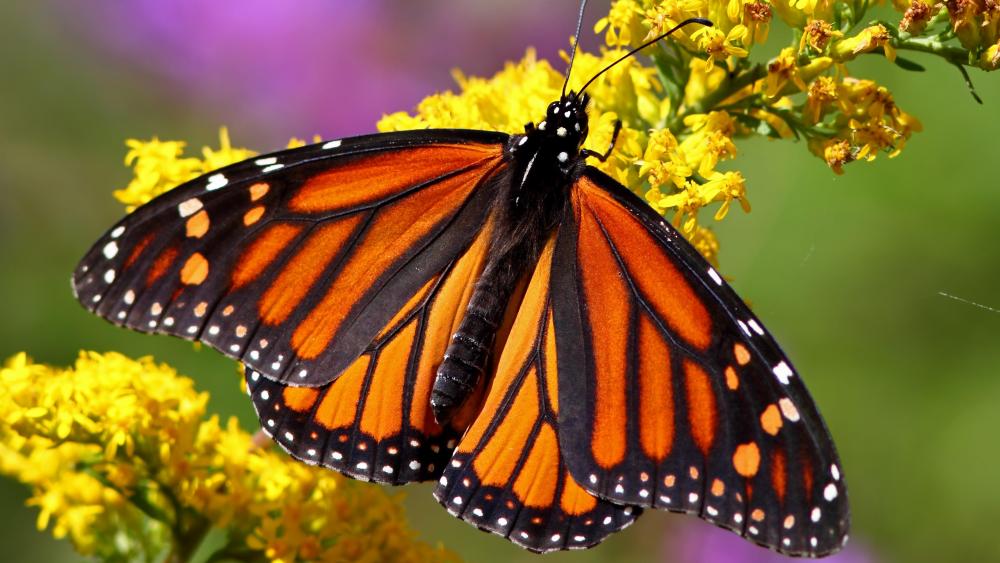Monarch butterfly - Macro photography wallpaper