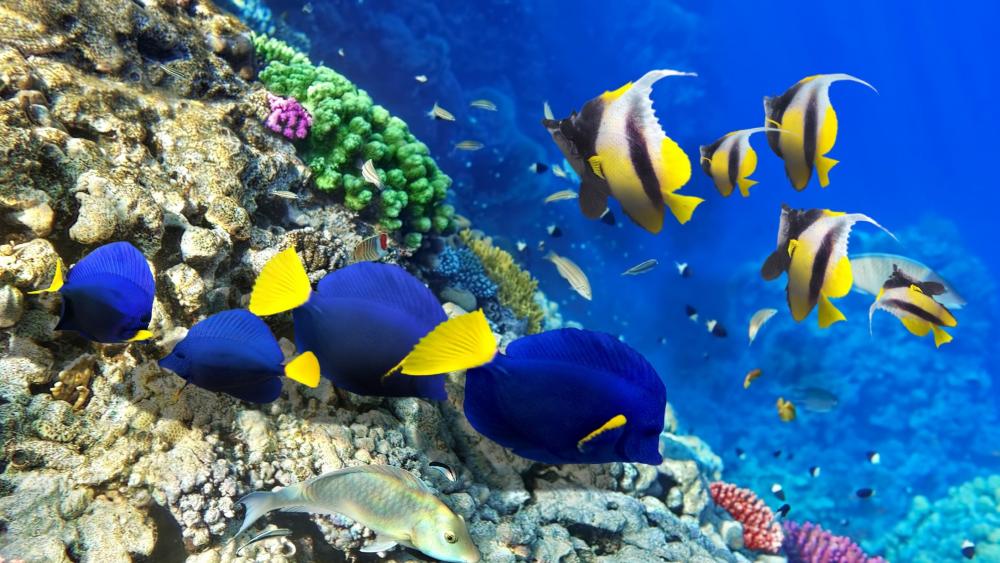 Coral reef with colorful fishes wallpaper