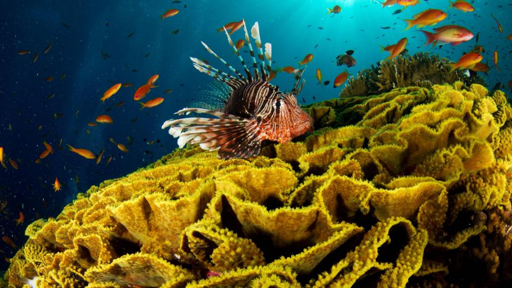 Red lionfish swim near coral reef wallpaper