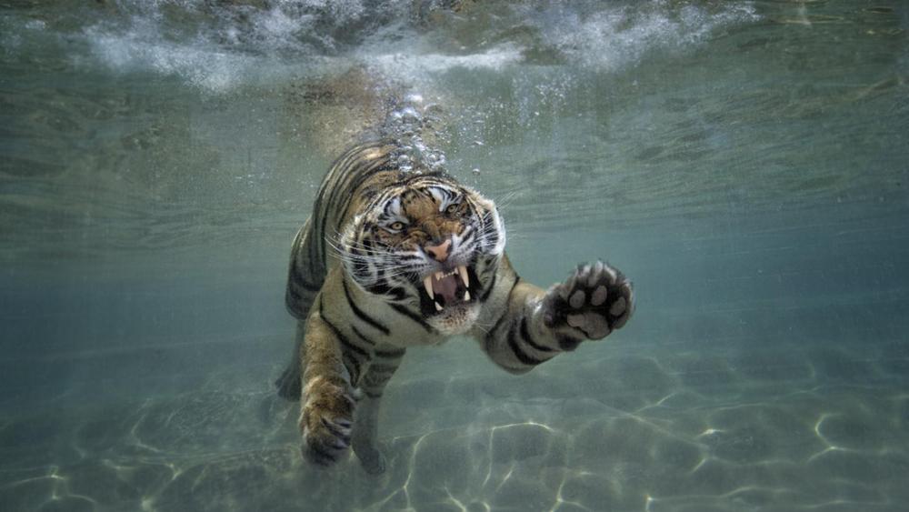Sumatran tiger under the water wallpaper