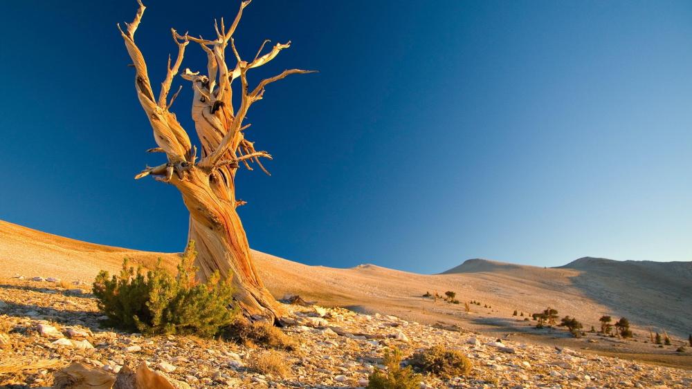 Dry tree in the desert wallpaper