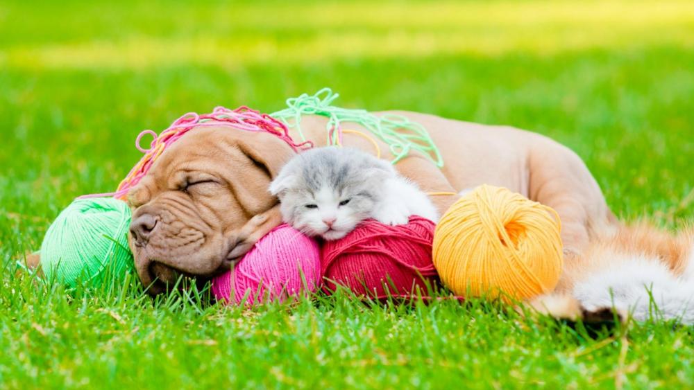 Puppy and kitten in the grass wallpaper
