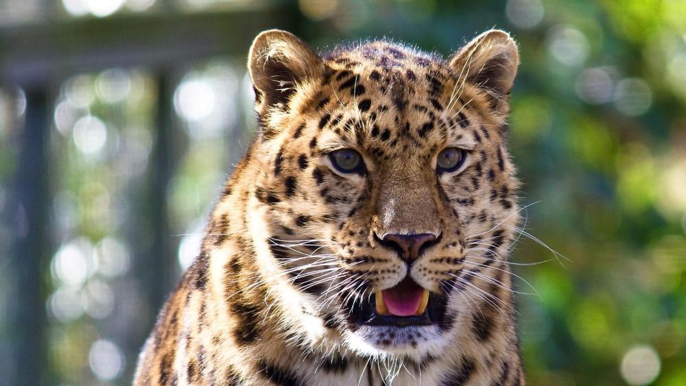 Leopard close-up face wallpaper
