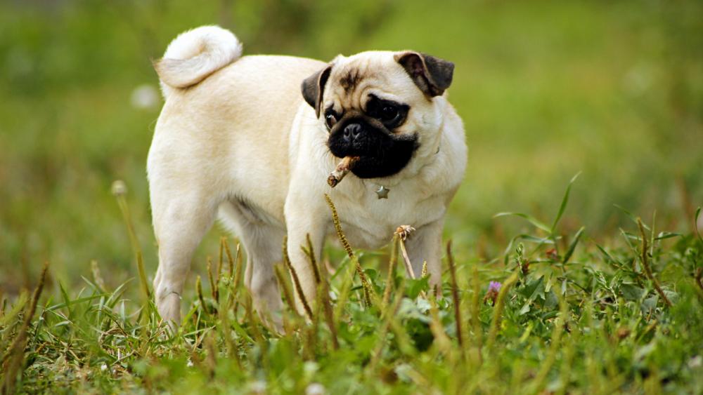 Pug in the grass wallpaper