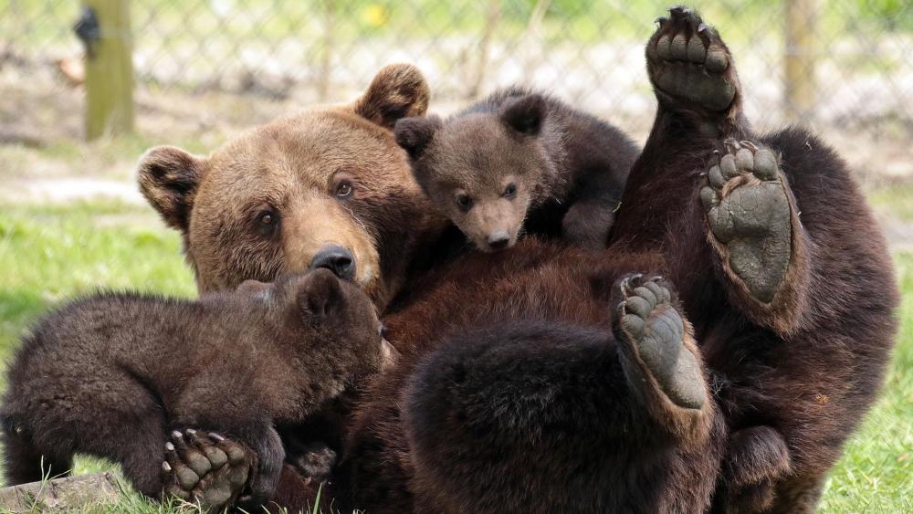 Bear family in the zoo wallpaper