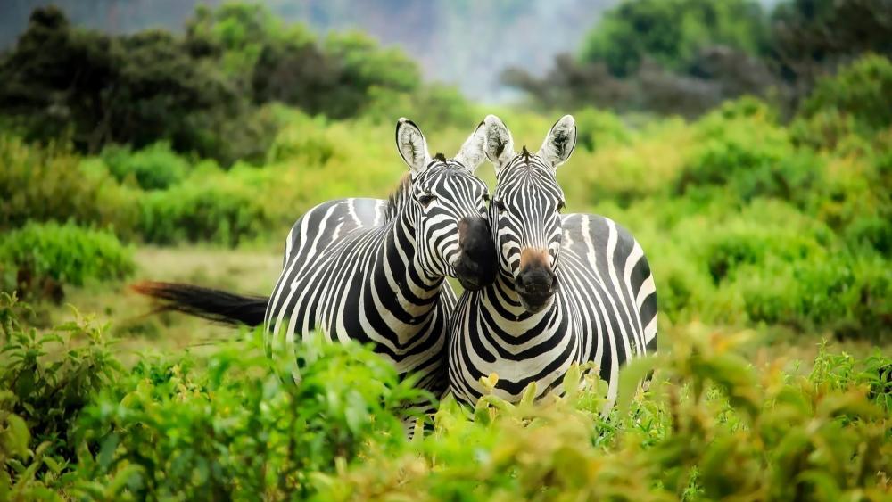Zebras in Kenya wallpaper