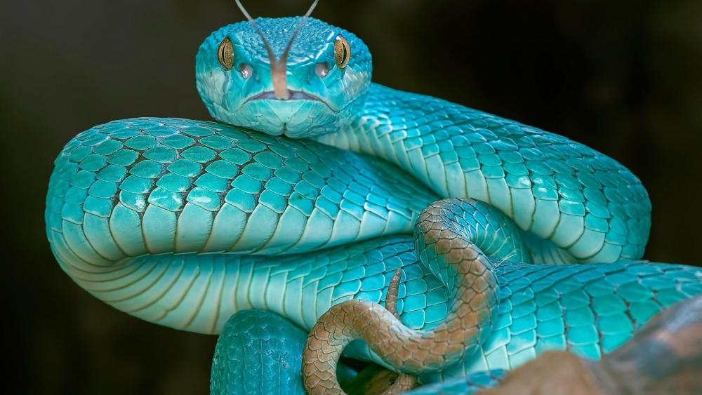Blue pit viper snake wallpaper
