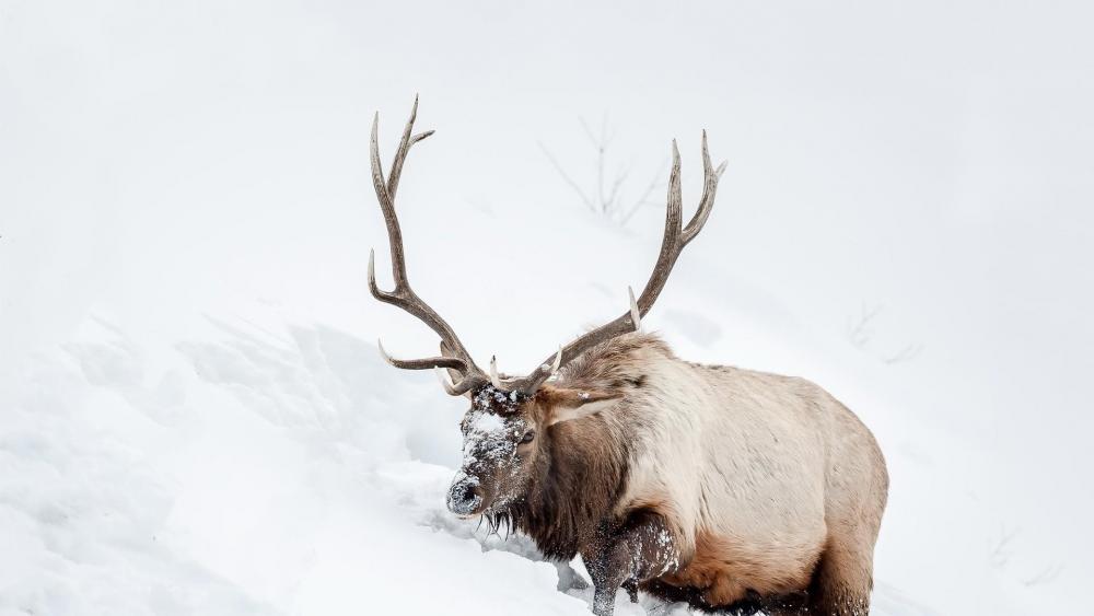 Reindeer in the snow wallpaper