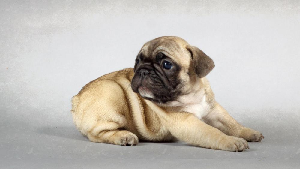 Cute pug puppy wallpaper