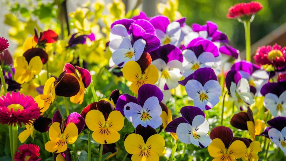 Pansy flowers wallpaper