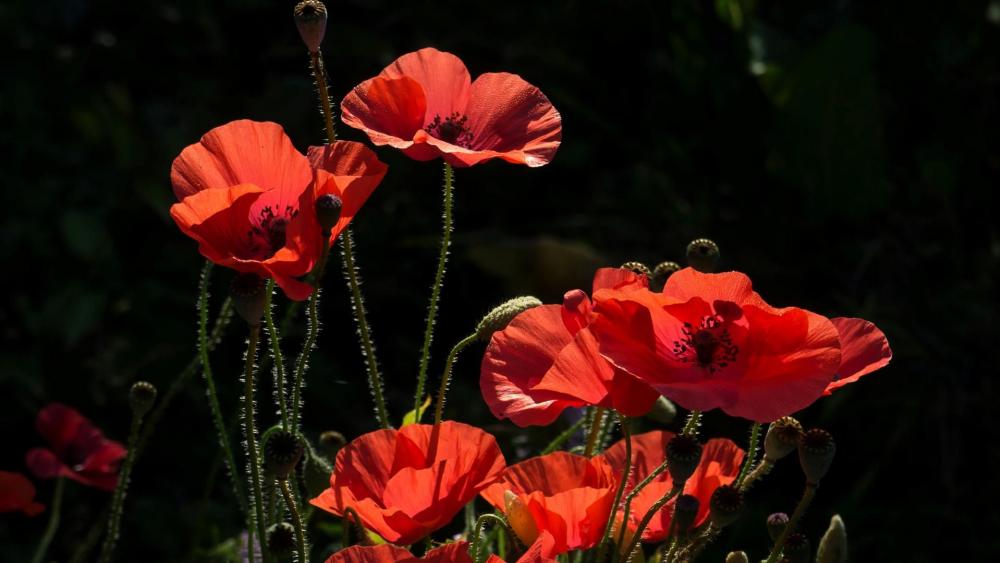 Red poppies wallpaper