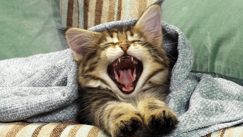 Cute yawning cat wallpaper