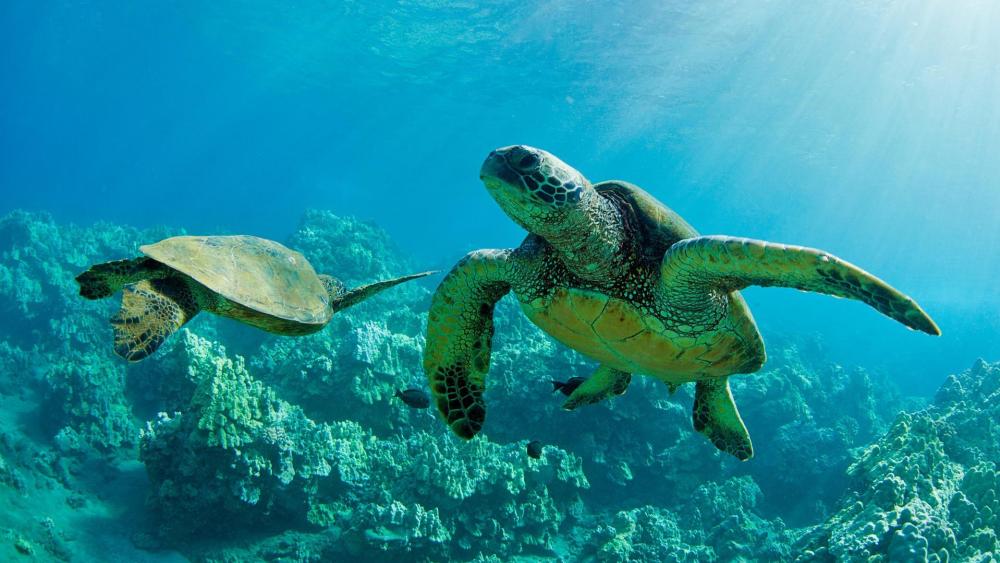 Turtles in the sea wallpaper