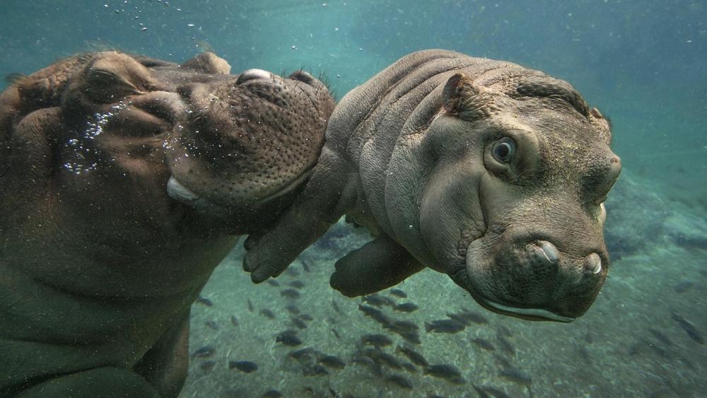 Hippos under the water wallpaper