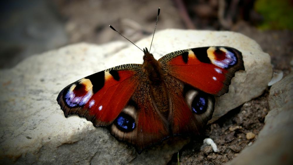 Peacock butterfly wallpaper