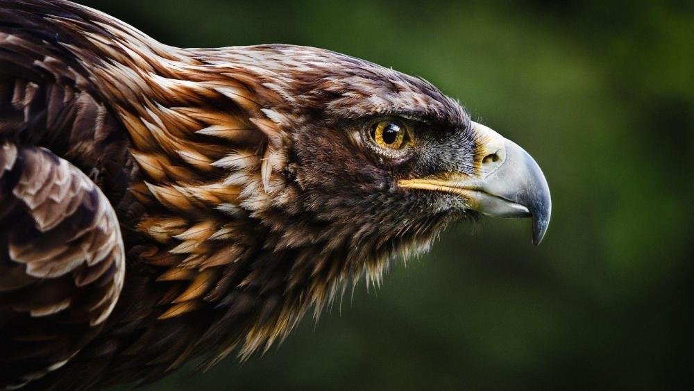 Golden eagle - Birds of prey wallpaper