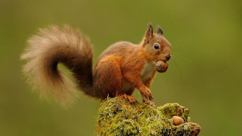 Red squirrel with nuts ️ wallpaper