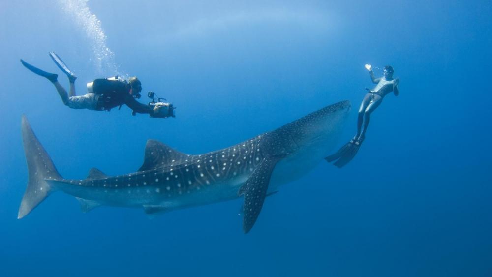 Diving with a whale shark - Underwater photography wallpaper