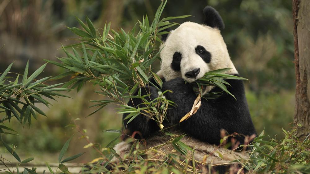 Giant Panda eating wallpaper