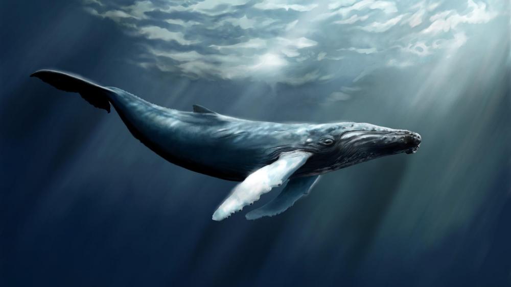 Humpback whale graphics wallpaper