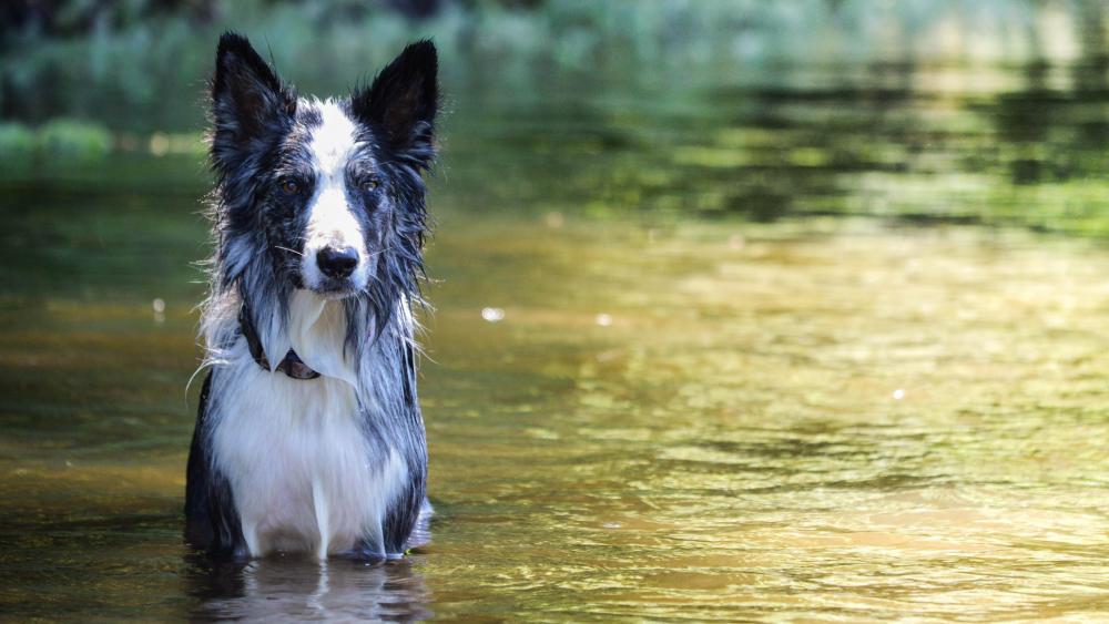 Border Collie in the river wallpaper