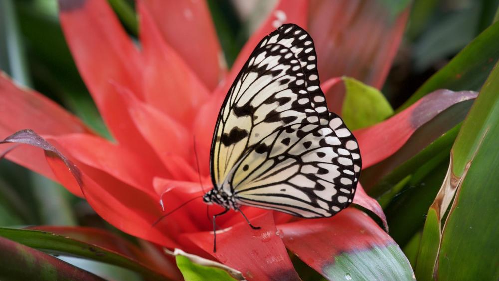 White butterfly on the flower - Macro photography wallpaper