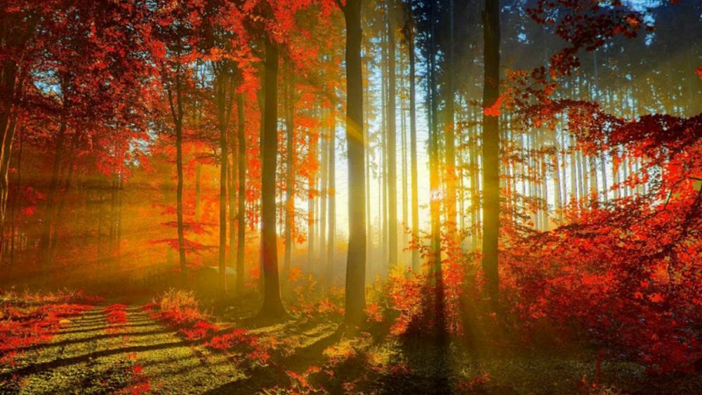 Sun rays in the autumn forest  ☀️ wallpaper
