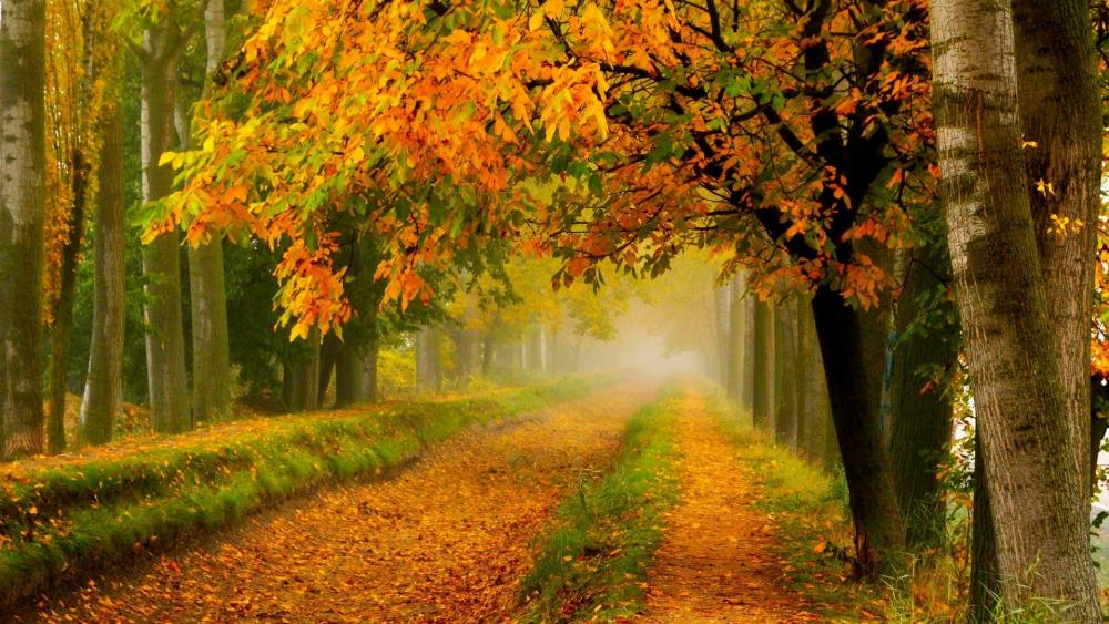 Path in the autumn forest wallpaper