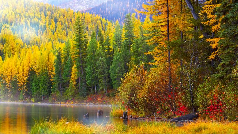 Autumn forest at the lakeside wallpaper