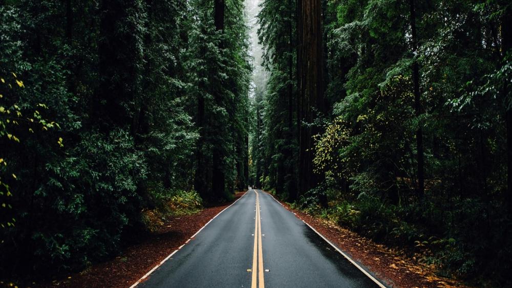 Endless road in the deep forest wallpaper