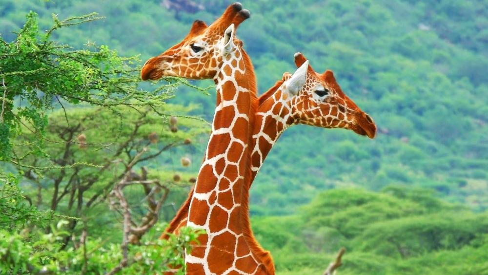 Two cute giraffes wallpaper