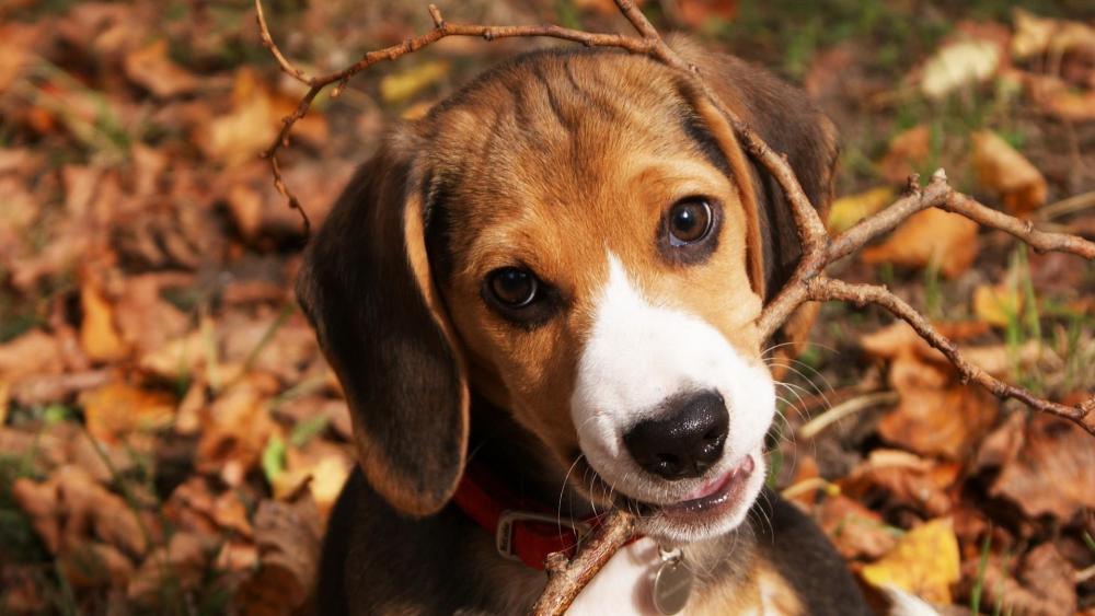 Beagle with stick in his mouth wallpaper