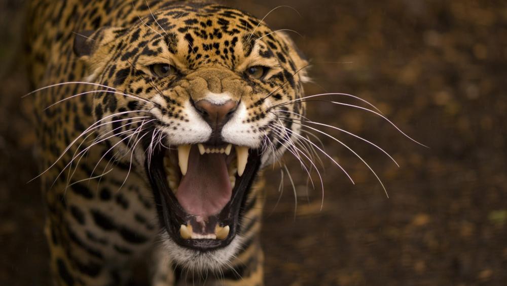 Dangerous Jaguar wallpaper