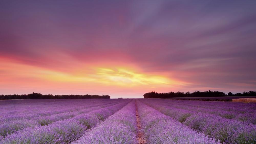 Sunset over the endless lavender field wallpaper