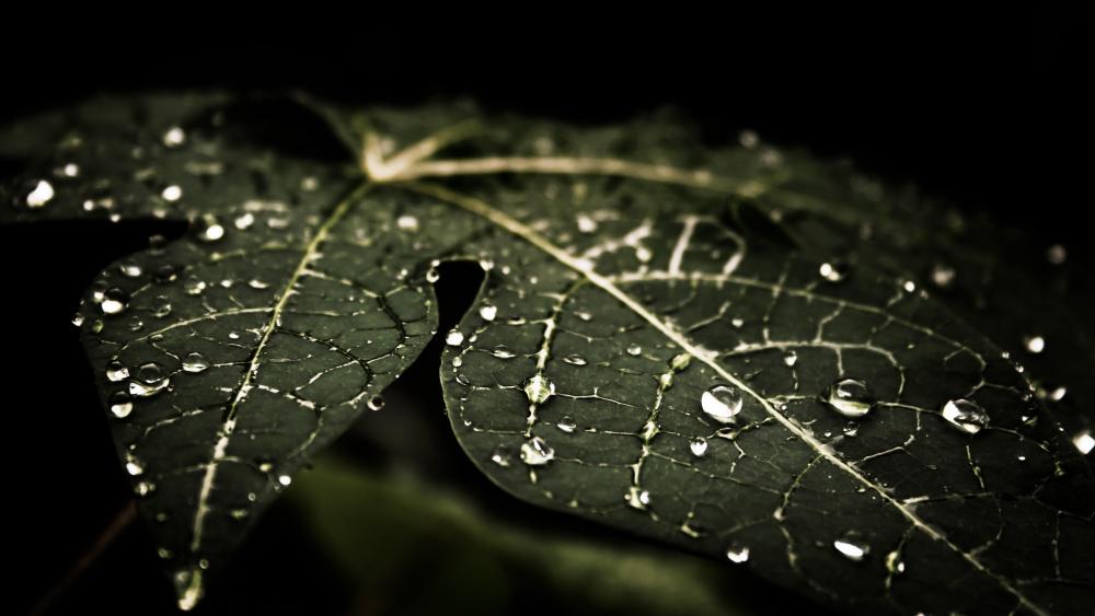 Water drops on a dark green leaf wallpaper
