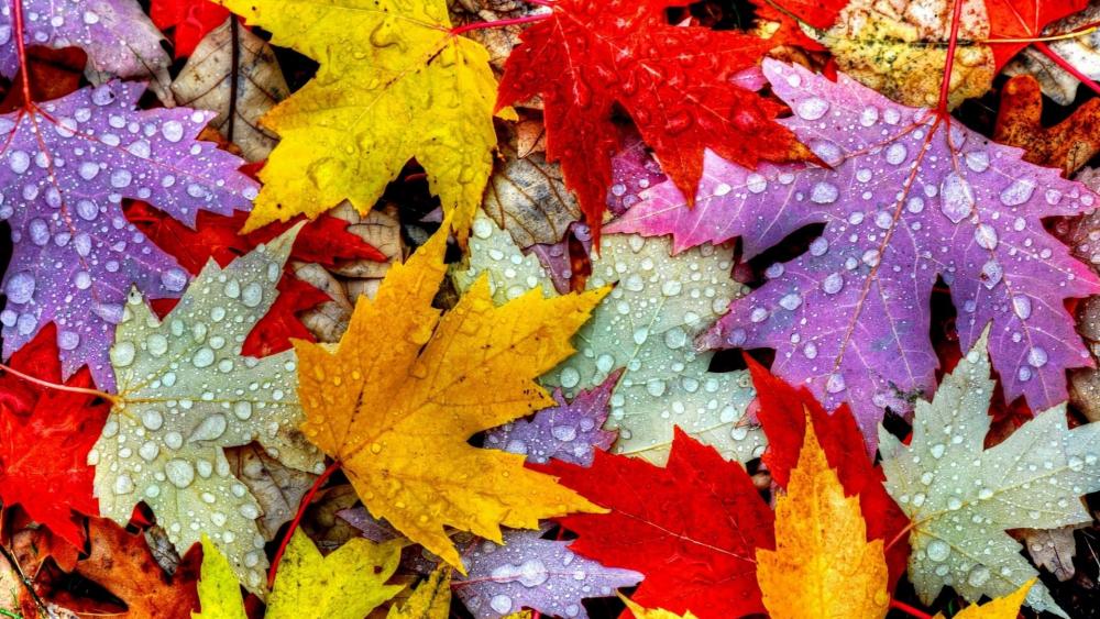 Colorful maple leaves wallpaper