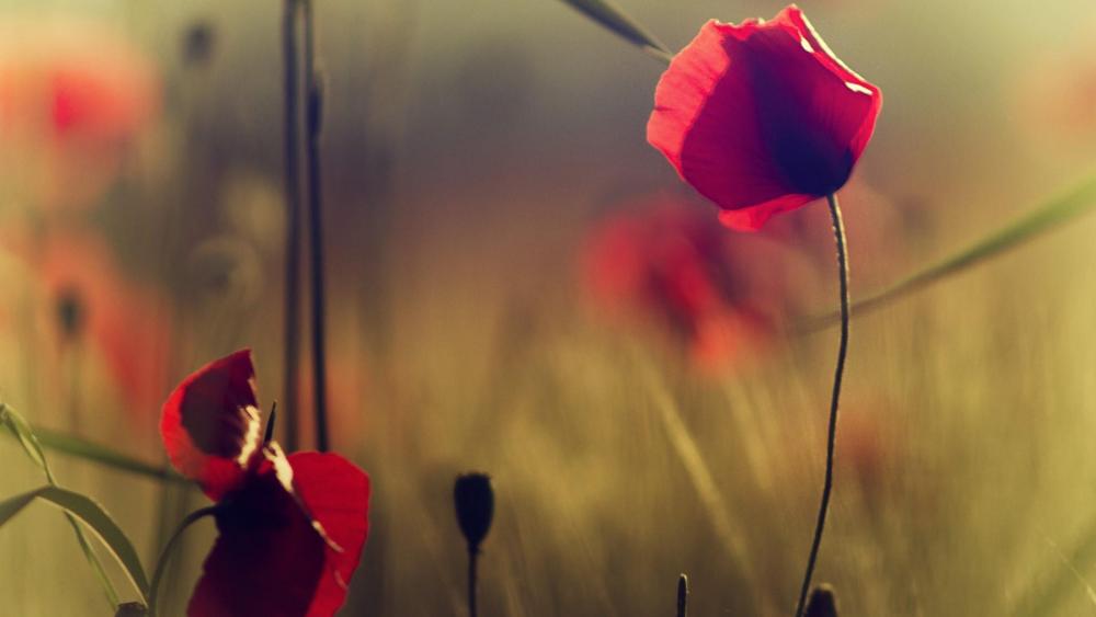 Red poppy close-up photo wallpaper