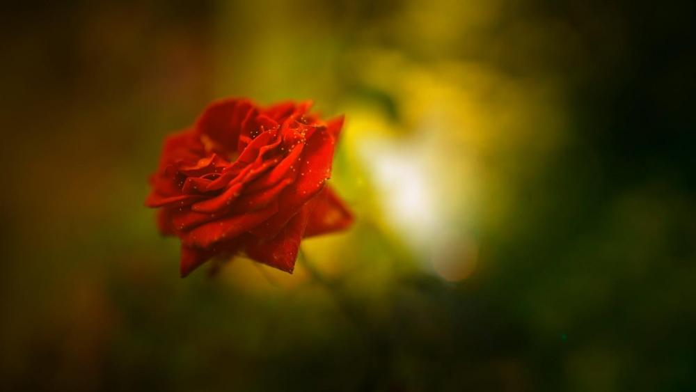 Red rose in blurred background wallpaper