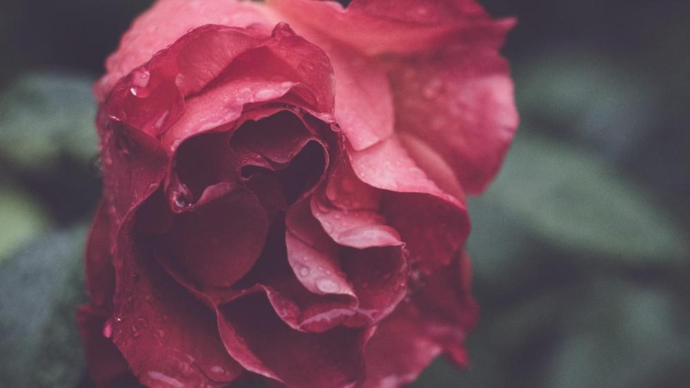 Red rose with dew drops wallpaper