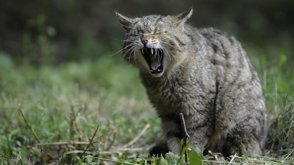 African wild cat yawn wallpaper