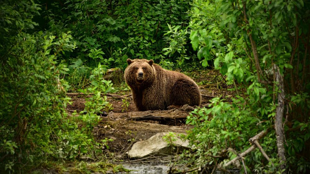 Brown bear in the forest wallpaper