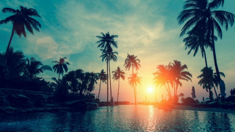 Sunset with palm trees wallpaper