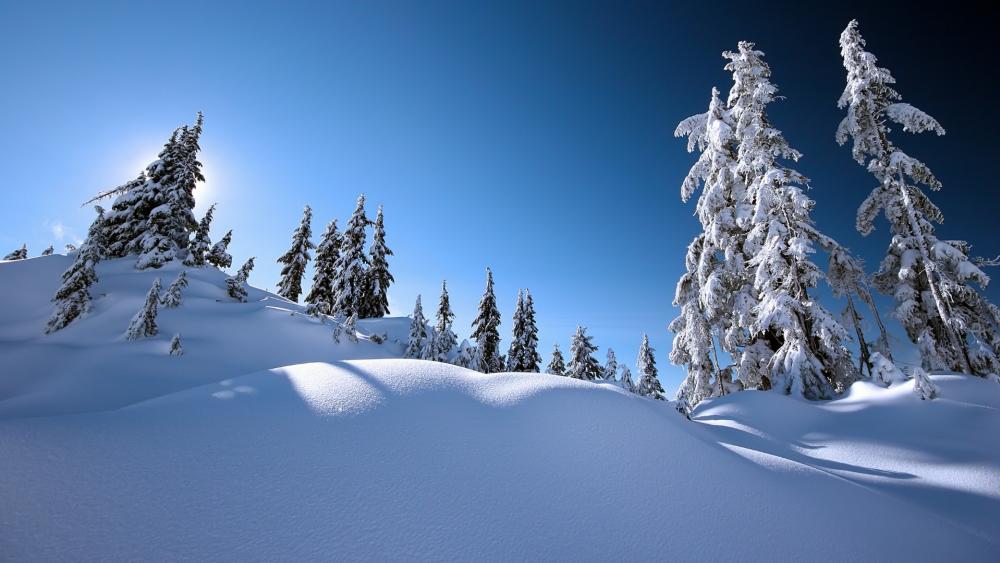Snowy pine trees under the blue sky wallpaper