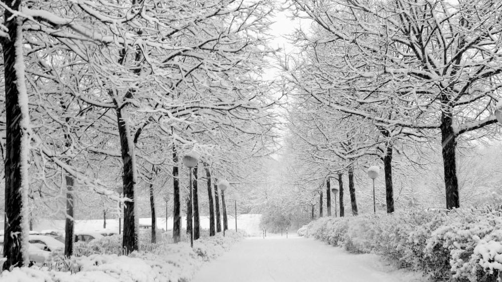 Winter tree alley - Monochrome photography wallpaper